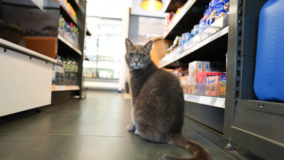 Lotti, a gata 'trabalha' numa loja de bricolage na Alemanha e é estrela nas redes sociais