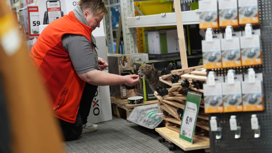 Lotti, a gata que 'trabalha' numa loja de bricolage na Alemanha, é a estrela da equipa