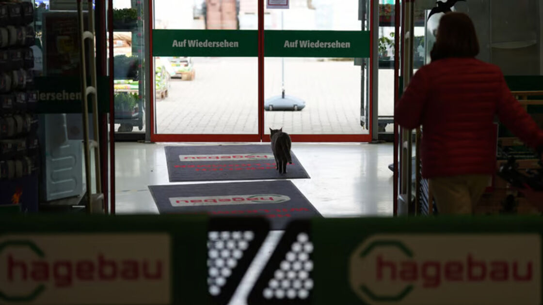 Lotti, gata 'trabalhadora', é mascote numa loja de bricolage na Alemanha e faz sucesso online
