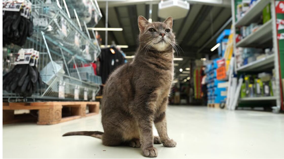 A estrela da equipa! Conheça Lotti, a gata que 'trabalha' numa loja de bricolage na Alemanha