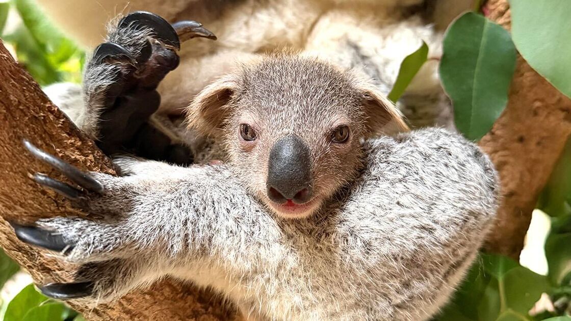 Koala e órix-de-cimitarra celebram 142 anos do Zoo de Lisboa