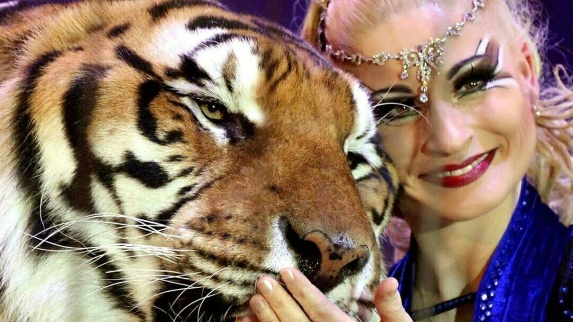Tigre foge na Alemanha, ataca homem perto de Leipzig e é abatido