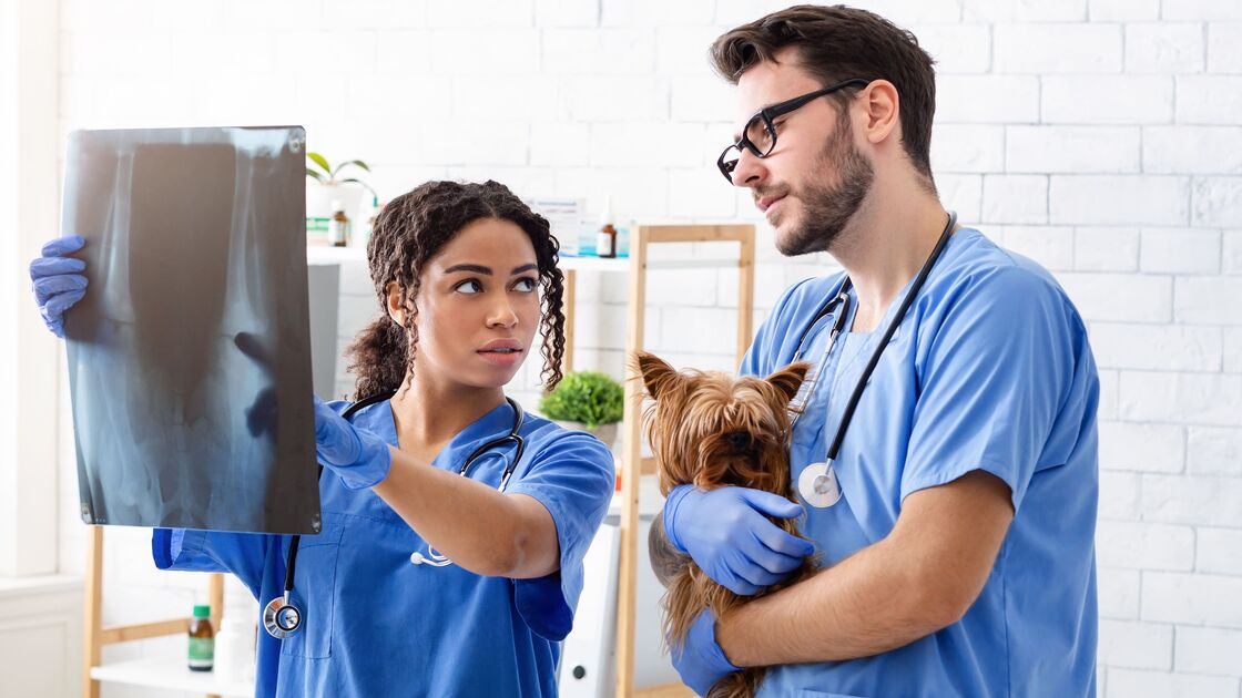 Médicos veterinários lançam petição para reduzir IVA dos serviços veterinários