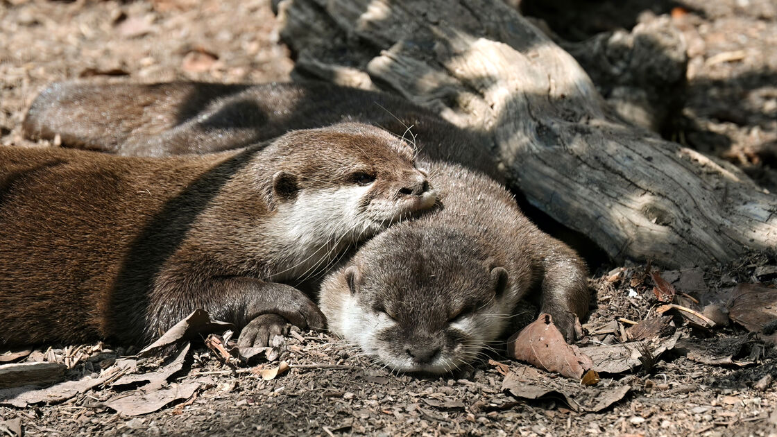 Hoje é o Dia Mundial da Lontra! Fique com 7 curiosidades sobre estes animais tão especiais
