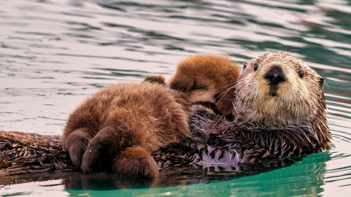 Lontra com bebés