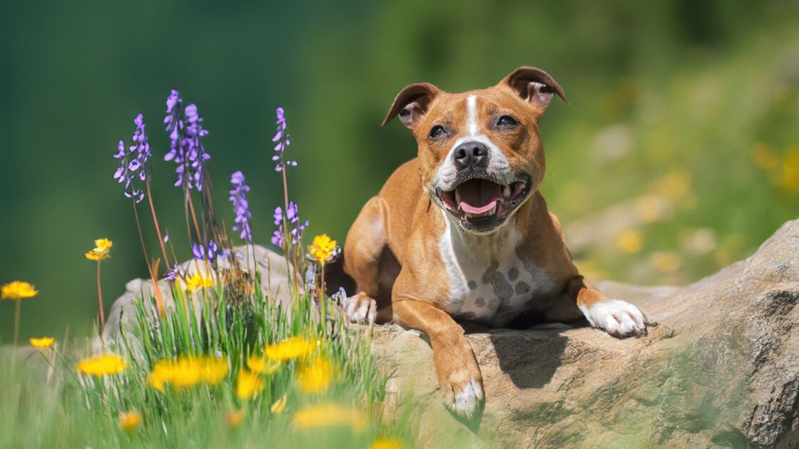 + info da área As temperaturas estão a subir! Onda de calor pode agravar alergias em cães e gatos, alertam veterinários