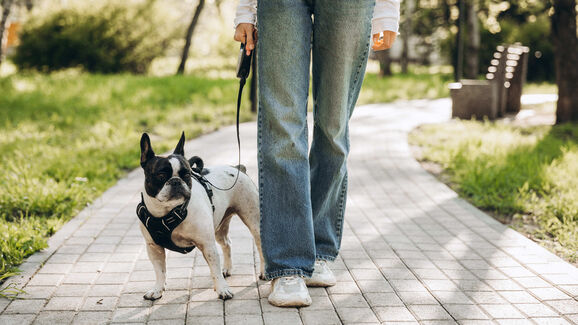 Cidade italiana de Livorno vai multar tutores que não limpem o xixi dos cães