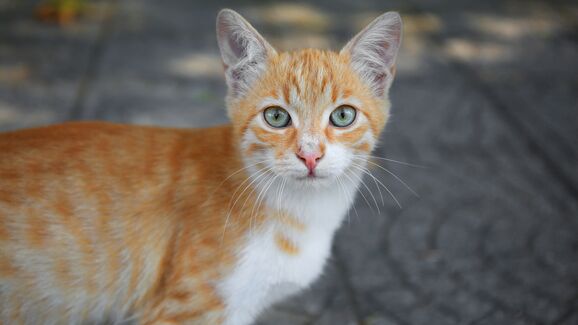 Mistério resolvido! Os gatos ruivos afinal têm uma mutação única e rara no mundo animal