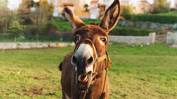 Teimosos? Nem por isso! Neste Dia do Burro temos 7 curiosidades sobre estes animais que o vão surpreender
