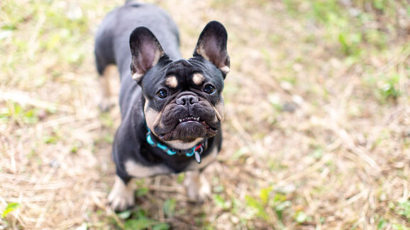Buldogue francês em risco? Novas regras europeias podem mudar o futuro de várias raças