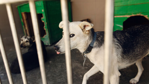 Mais adoções, menos abates. Este é o retrato dos animais recolhidos em Portugal em 2025