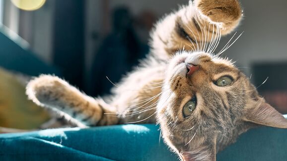 Este é o ingrediente secreto para tornar os dias do seu gato mais divertidos