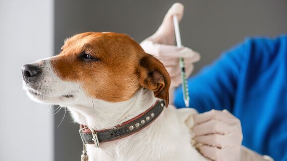 Há atrasos na vacinação contra a raiva dos cães. E os municípios já deram o alerta