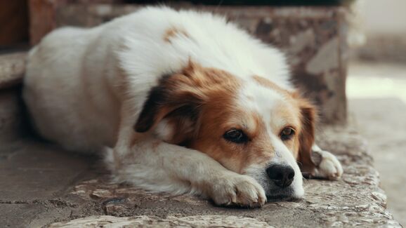 Negócio de sangue animal sob polémica após suspeitas de maus-tratos a dezenas de cães