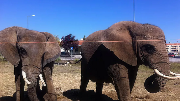 O fim de uma era! Julie, a última elefante de circo do país vai inaugurar o primeiro Santuário em Portugal