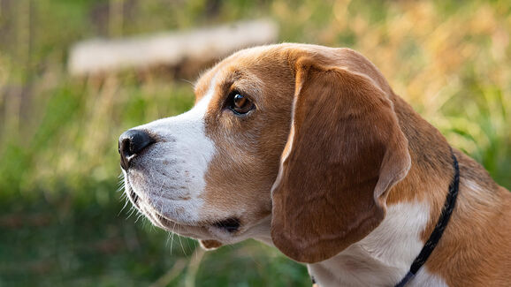 Mais de mil Beagles destinados a experiências científicas foram resgatados nos EUA