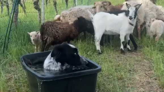 Este Border Collie invadiu o bebedouro das cabras. E a reação dos animais tornou-se viral