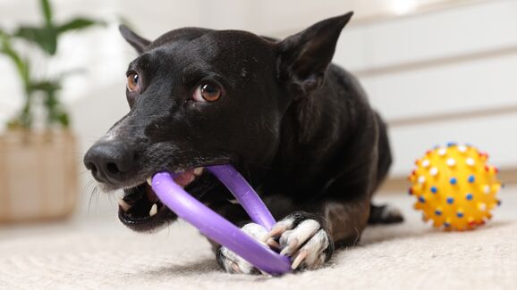 Tem um cão destruidor em casa? Este brinquedo vai ajudar o seu patudo a aliviar o stress