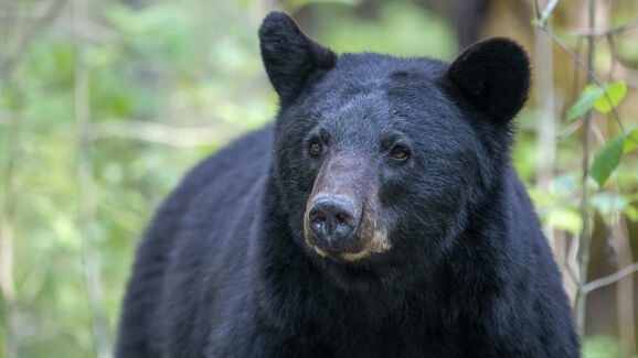 Um urso em sarilhos! Polícia resgata animal que ficou preso na casa de banho de um hotel