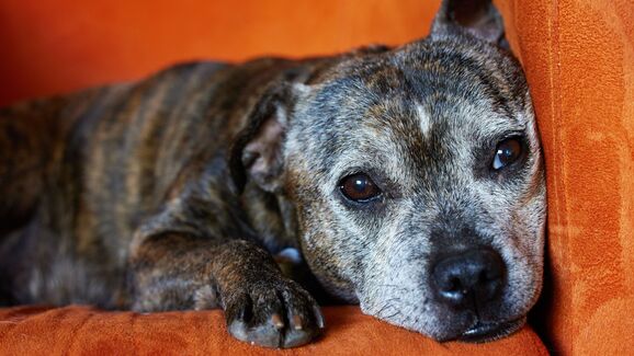 Mais passeios, mais festas, mais anos. Há um novo comprimido para prolongar a vida dos cães que está a gerar entusiasmo entre tutores