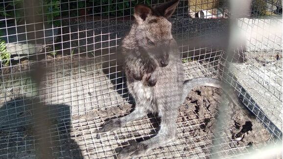 Há cangurus no Minho? Animais exóticos surpreendem população em Viana do Castelo