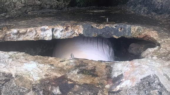 Baleia morta encontrada num buraco no Portinho da Arrábida. Ainda não conseguiu ser removida