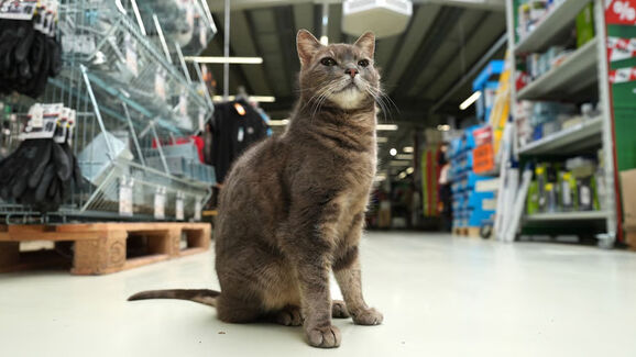 A estrela da equipa! Conheça Lotti, a gata que 'trabalha' numa loja de bricolage na Alemanha