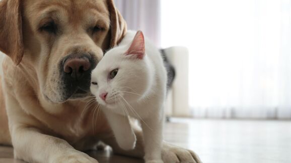 Os cães e gatos também fazem luto? Descubra como a perda de um companheiro pode impactar os outros animais da casa