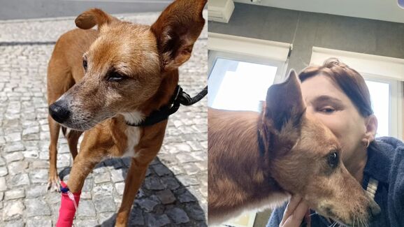 Tudo acabou bem! Rita Salema viveu dias difíceis com o seu Baguette. Saiba tudo