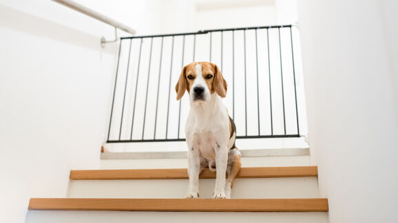 Mais liberdade e menos riscos! As barreiras de segurança para animais são mais importantes do que imagina