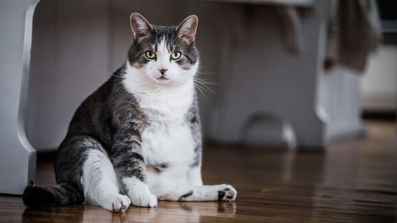 Cães e gatos redondinhos ou com peso a mais? A obesidade animal já é uma epidemia silenciosa