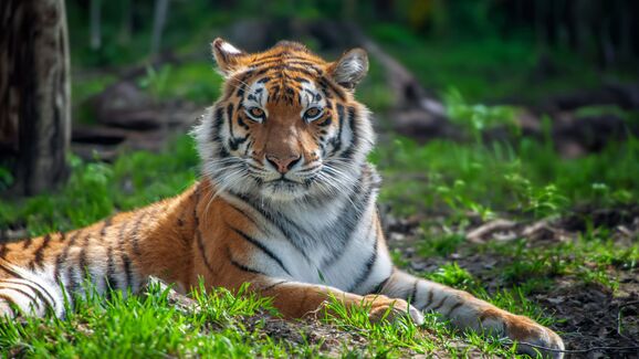 Tragédia na Alemanha. Tigre da 