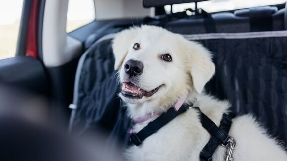 Mais conforto e menos pelos! Saiba como preparar o carro para viajar com o seu cão