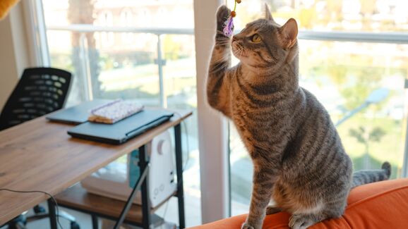 Este brinquedo promete saltos, perseguições e muita diversão para os seus gatos