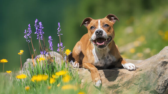 + info da área As temperaturas estão a subir! Onda de calor pode agravar alergias em cães e gatos, alertam veterinários