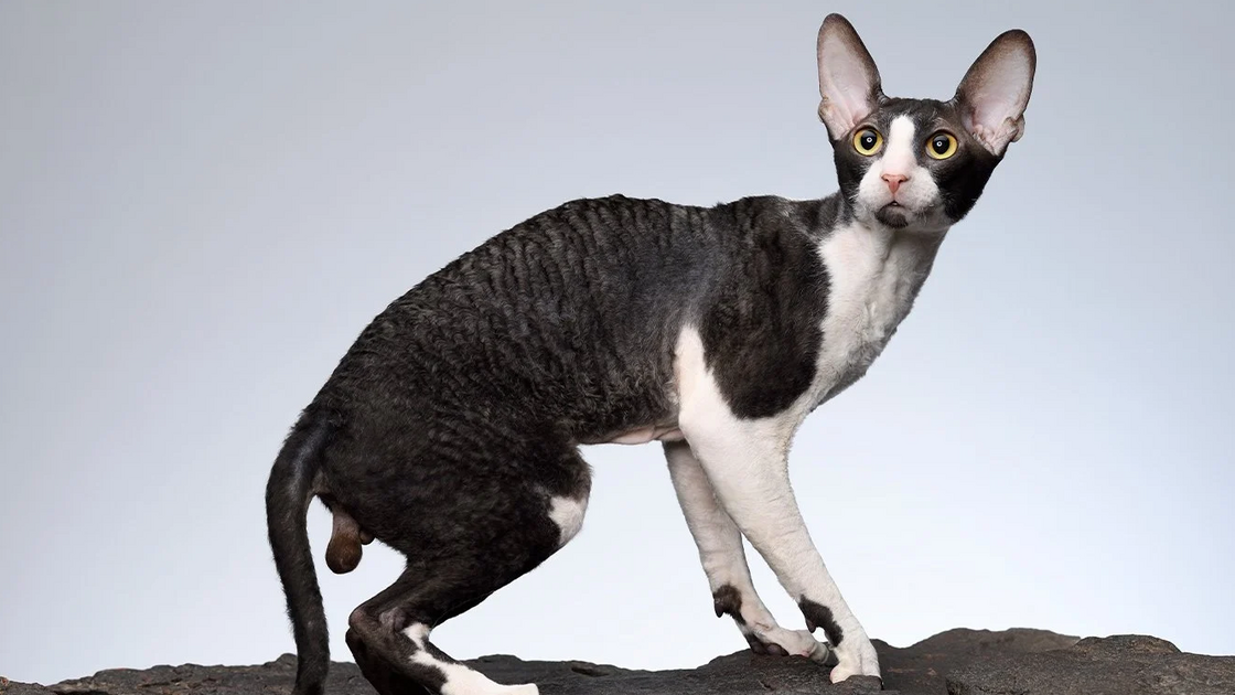 Cornish Rex