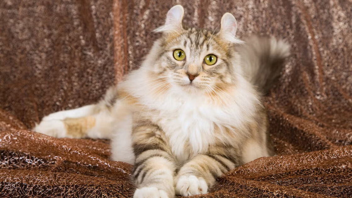 American Curl