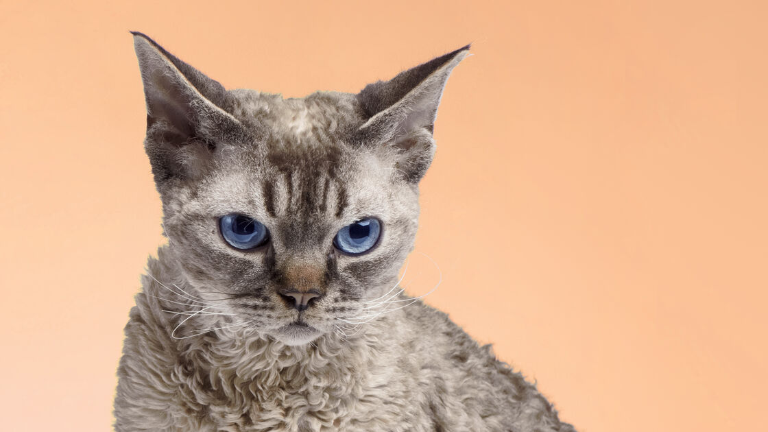 À procura de um gato compacto? Conheça 5 das raças mais pequenas do planeta