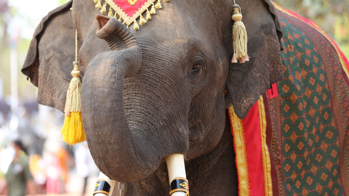 Será o adeus aos elefantes nos filmes? Bollywood debate uso de robôs e IA após pressão de defensores animais