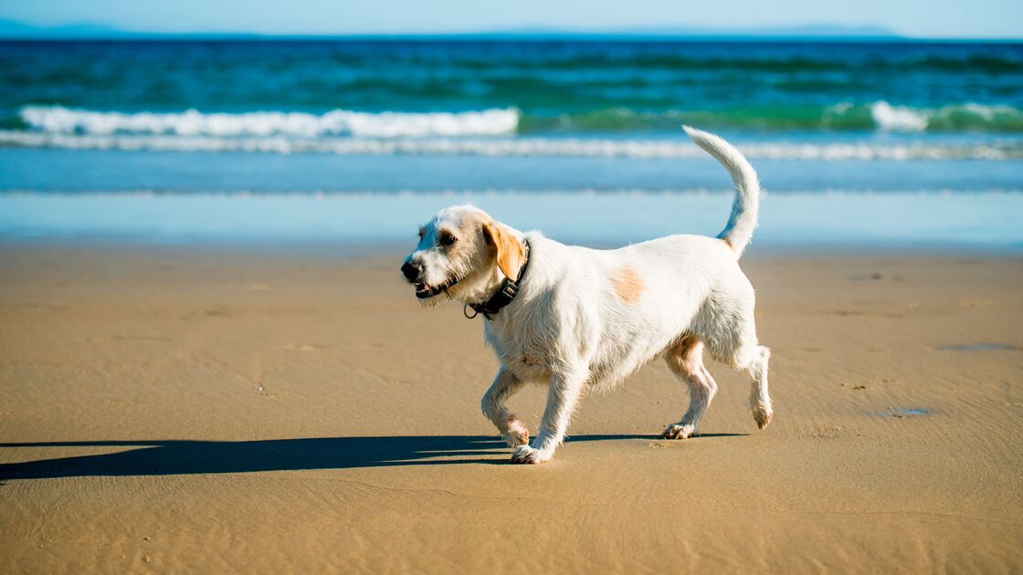 Posso levar o meu cão para a praia? Sim, mas com regras! Nós explicamos-lhe tudo