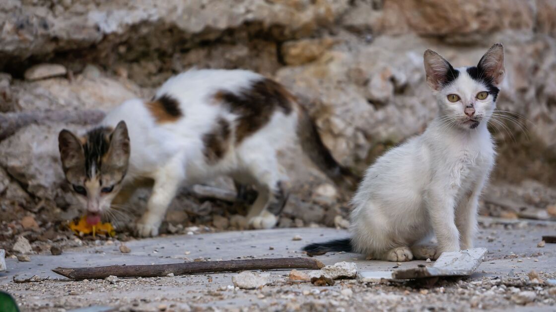 Associação de proteção animal da Madeira luta contra o tempo para encontrar novo espaço