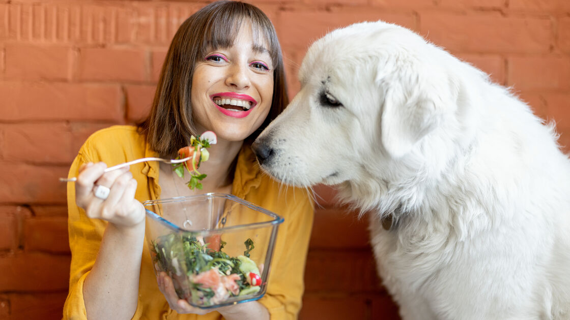 O verão é sinónimo de saladas e fruta fresca. Mas atenção! Estes 5 são proibidos para partilhar com o seu pet 