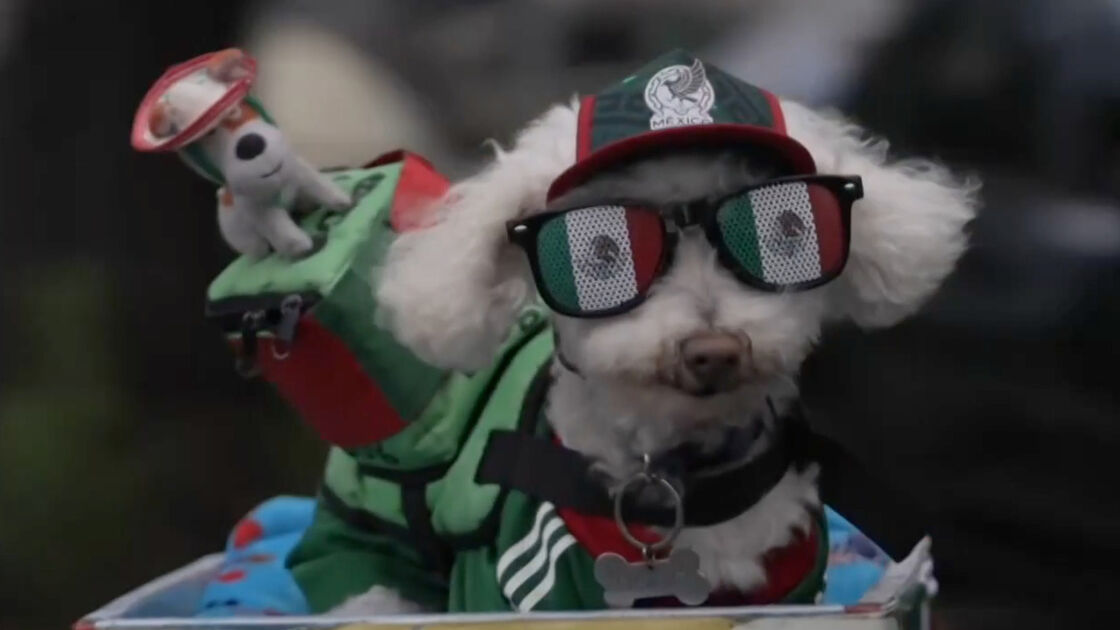 O pato Merlin já tem companhia. Conheça Osito, o cão que também se tornou uma mascote do México no Mundial