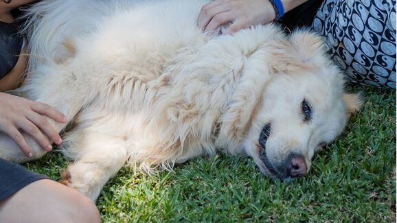 Adeus, Sissi. Morreu a adorada mascote da residência oficial do Presidente do Governo da Madeira