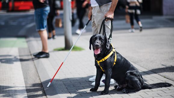 Cães-guia barrados em TVDE. Motoristas recusam transportar passageiros apesar de a lei o obrigar