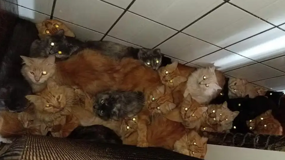 Mais de 400 gatos encontrados em apartamento no Brasil após anos de reprodução descontrolada
