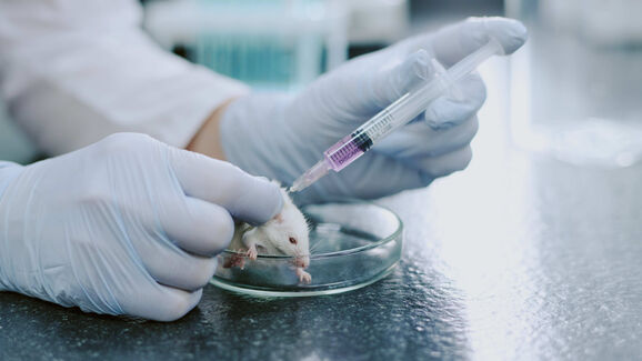 União Europeia quer acabar com testes em animais para avaliação de produtos químicos