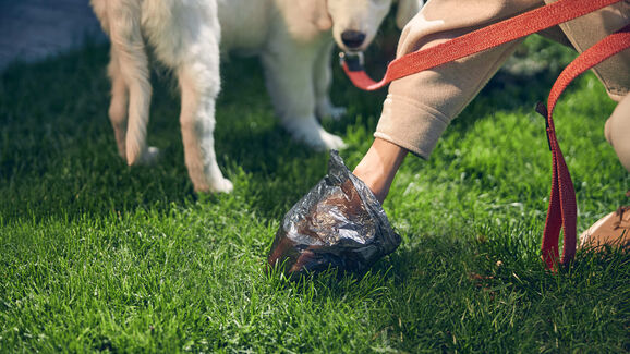 Ruas limpas, cães felizes. Com esta ferramenta vai ser mais fácil apanhar os dejetos do seu cão durante os passeios