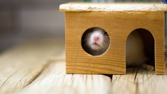 Descubra como tornar o habitat do seu hamster mais divertido e saudável