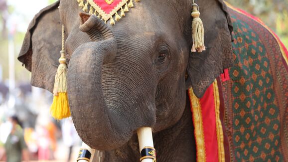 Será o adeus aos elefantes nos filmes? Bollywood debate uso de robôs e IA após pressão de defensores animais
